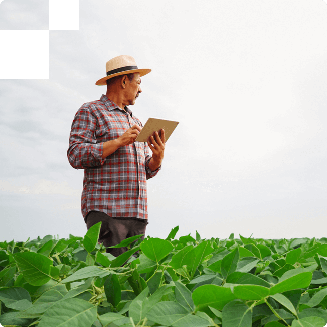 DataFarm - Soluções para agricultores